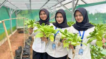 Pembinaan Kemandirian Rutan Tangerang Buktikan Hasil Lewat Panen Pakcoy